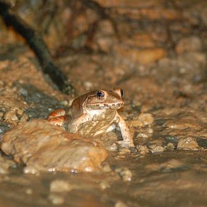 Blyth's giant river frog