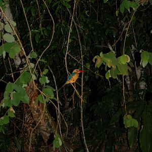 Stork billed kingfisher