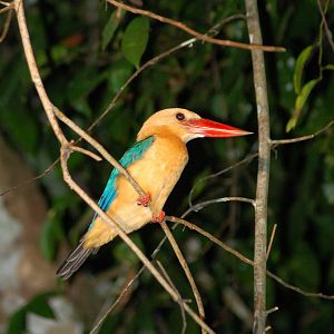 Stork billed kingfisher
