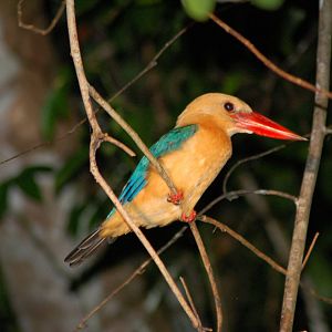 Stork billed kingfisher