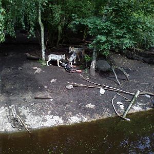 The wolfpack being fed