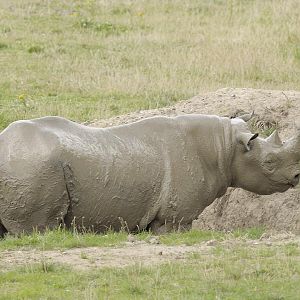 Black rhino at Howletts