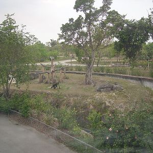 Lowland Gorilla Exhibit