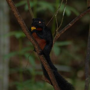Prevost's squirrel (ssp pluto)