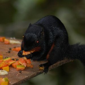 Prevost's squirrel (ssp pluto)