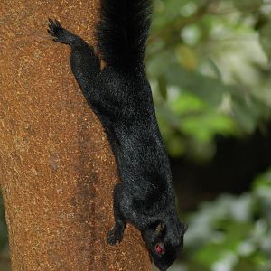 Prevost's squirrel (ssp pluto)