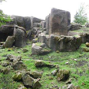 Oregon Zoo - Rocky Mountain Goat Exhibit