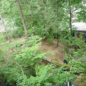 Oregon Zoo - Black Bear Exhibit