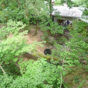 Oregon Zoo - Black Bear Exhibit