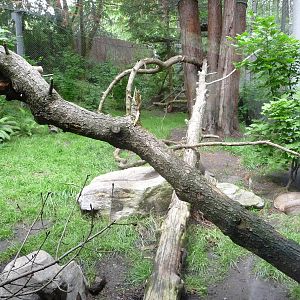 Oregon Zoo - Bobcat Exhibit