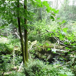 Oregon Zoo - Bald Eagle Exhibit