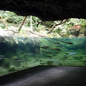 Oregon Zoo - Bald Eagle Exhibit