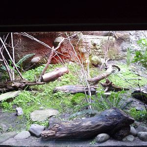 Oregon Zoo - Western Pond Turtle Exhibit