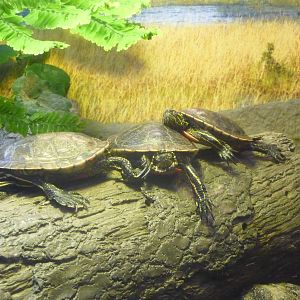Oregon Zoo - Western Pond Turtles