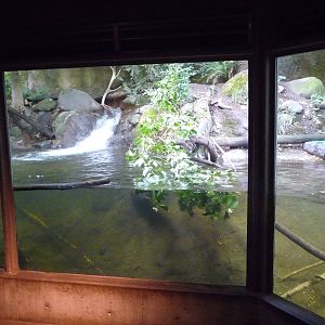 Oregon Zoo - Otter Exhibit