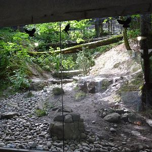 Oregon Zoo - Black Bear Viewing Window