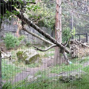 Oregon Zoo - Mountain Lion Exhibit