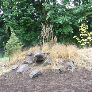 Oregon Zoo - Gray Wolf Exhibit
