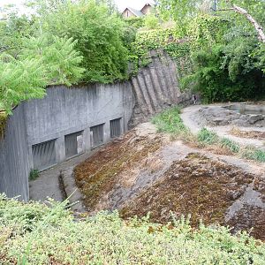 Oregon Zoo - Amur Tiger Exhibit