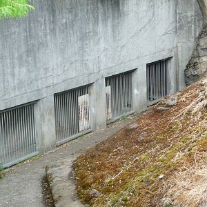 Oregon Zoo - Amur Tiger Exhibit