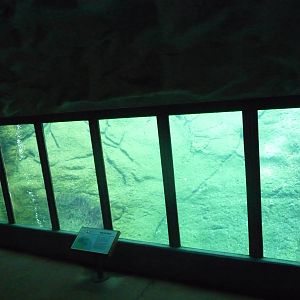 Oregon Zoo - Polar Bear Underwater Viewing