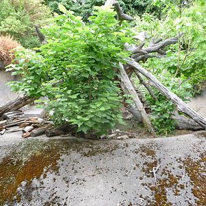 Oregon Zoo - Sun Bear Exhibit