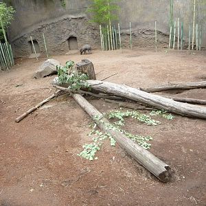 Oregon Zoo - Visayan Warty Pig Exhibit