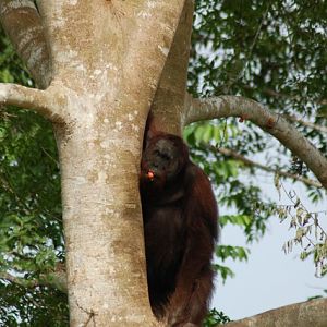 Male bornean orang-utan
