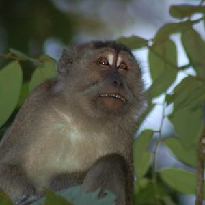 Long tailed Macaque