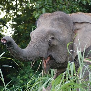 Bornean pygmy elephant
