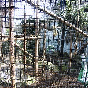 fossa enclosure @ newquay zoo