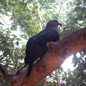 a pigeon species in the tropical biome
