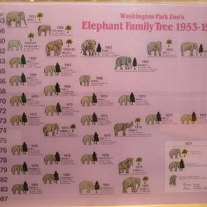 Oregon Zoo - Elephant Family Tree
