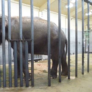Oregon Zoo - Asian Elephant