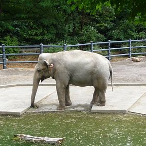 Oregon Zoo - Asian Elephant
