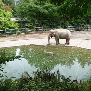 Oregon Zoo - Asian Elephant