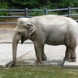 Oregon Zoo - Asian Elephant