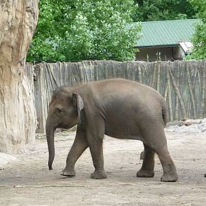 Oregon Zoo - Asian Elephant