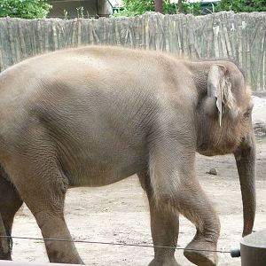 Oregon Zoo - Asian Elephant