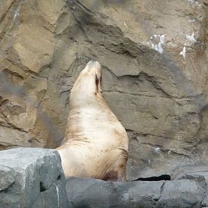 Oregon Zoo - Steller's Sea Lion