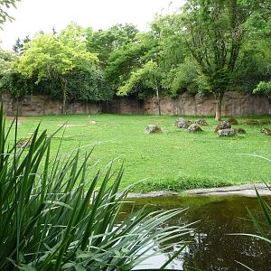 Oregon Zoo - Gerenuk/Damara Zebra Exhibit