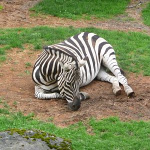 Oregon Zoo - Damara Zebra