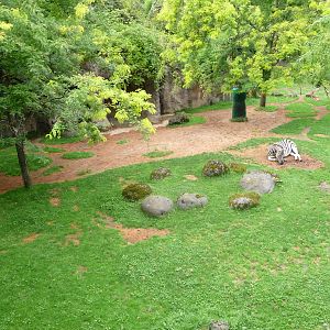 Oregon Zoo - Damara Zebra/Gerenuk Exhibit
