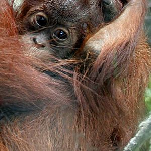Orangutan
