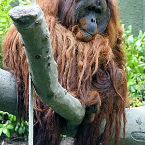 Orangutan