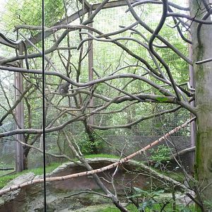 Oregon Zoo - DeBrazza's Guenon Exhibit