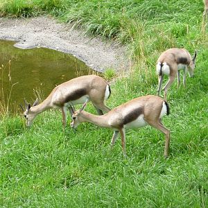 Oregon Zoo - Speke's Gazelles