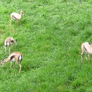 Oregon Zoo - Thompson's Gazelles