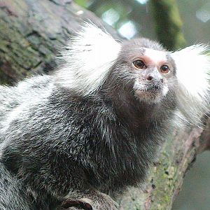 Common marmoset
