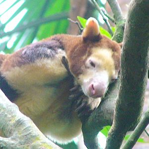 Matschie's tree kangaroo